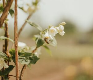 Plantes mellifères : le top 12 sauver les abeilles