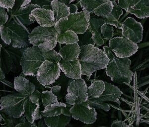 Plantes résistantes au froid : 7 increvables l’hiver