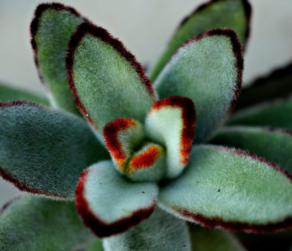 Cultivez la sérénité au cœur de votre jardin 7 Rempoter une succulente velue : guide pas-à-pas