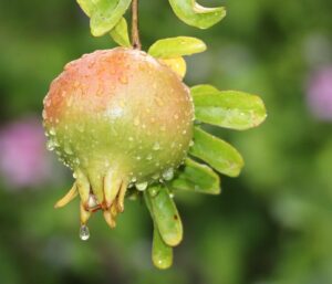 Arrosage goutte à goutte : guide complet un jardin économe