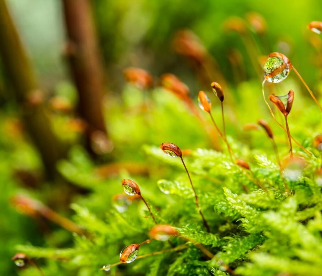 Cultivez la sérénité au cœur de votre jardin 5 Arrosage sans pression : mon retour d’expérience