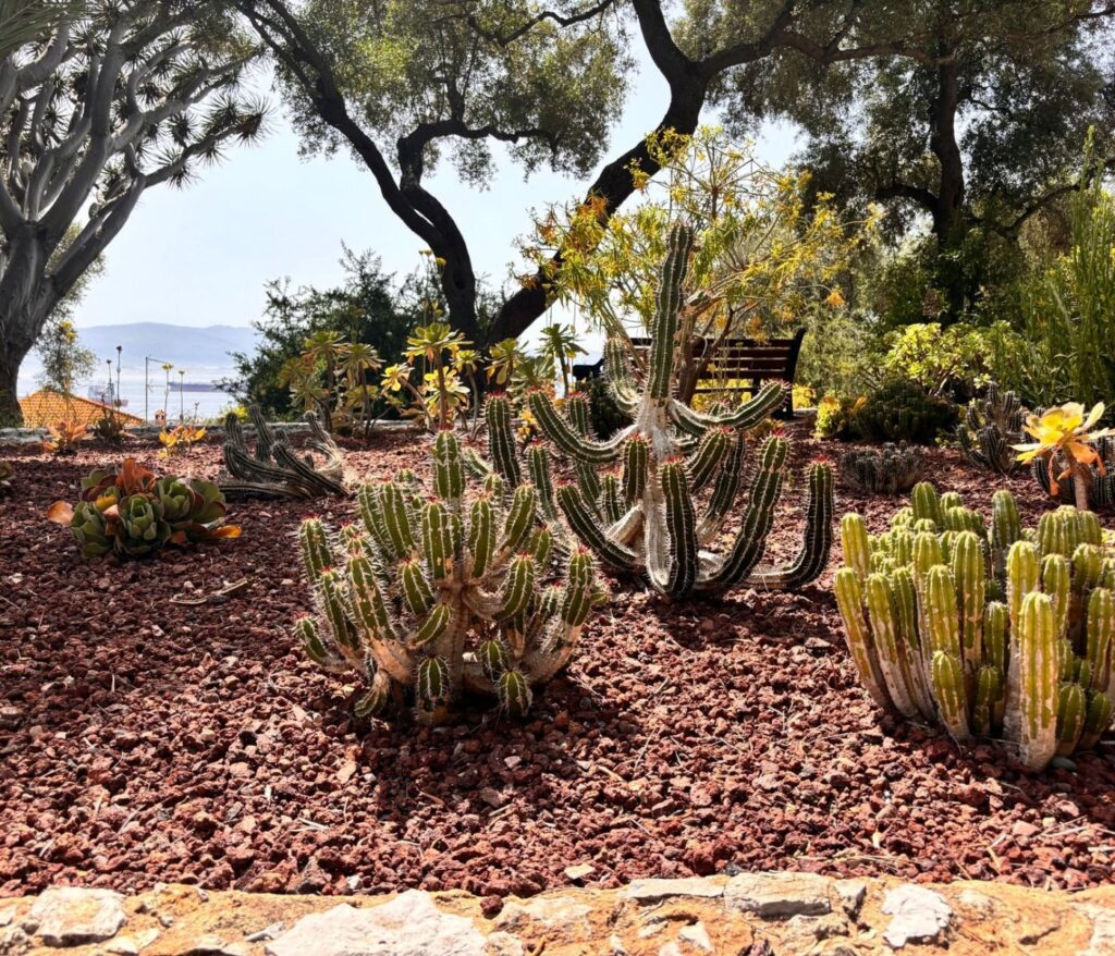 Cultivez la sérénité au cœur de votre jardin 9 Jardin méditerranéen : 12 plantes increvables résistantes à la sécheresse