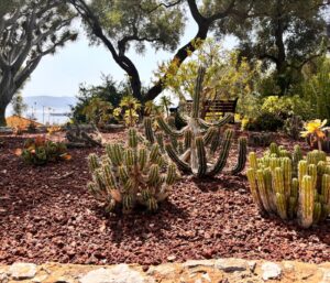 Jardin méditerranéen : 12 plantes increvables résistantes à la sécheresse