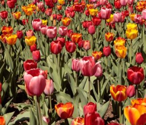 Jardin paysager : 7 idées d’aménagement autour d’une piscine