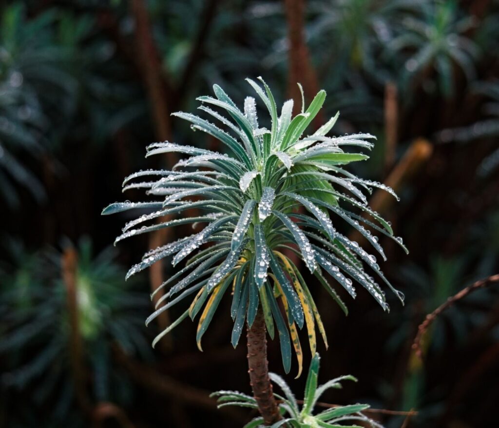 Jardin sec sans arrosage : le guide pas-à-pas 2 Jardin sec sans arrosage : le guide pas-à-pas