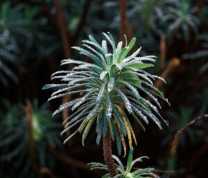 Jardin sec sans arrosage : le guide pas-à-pas