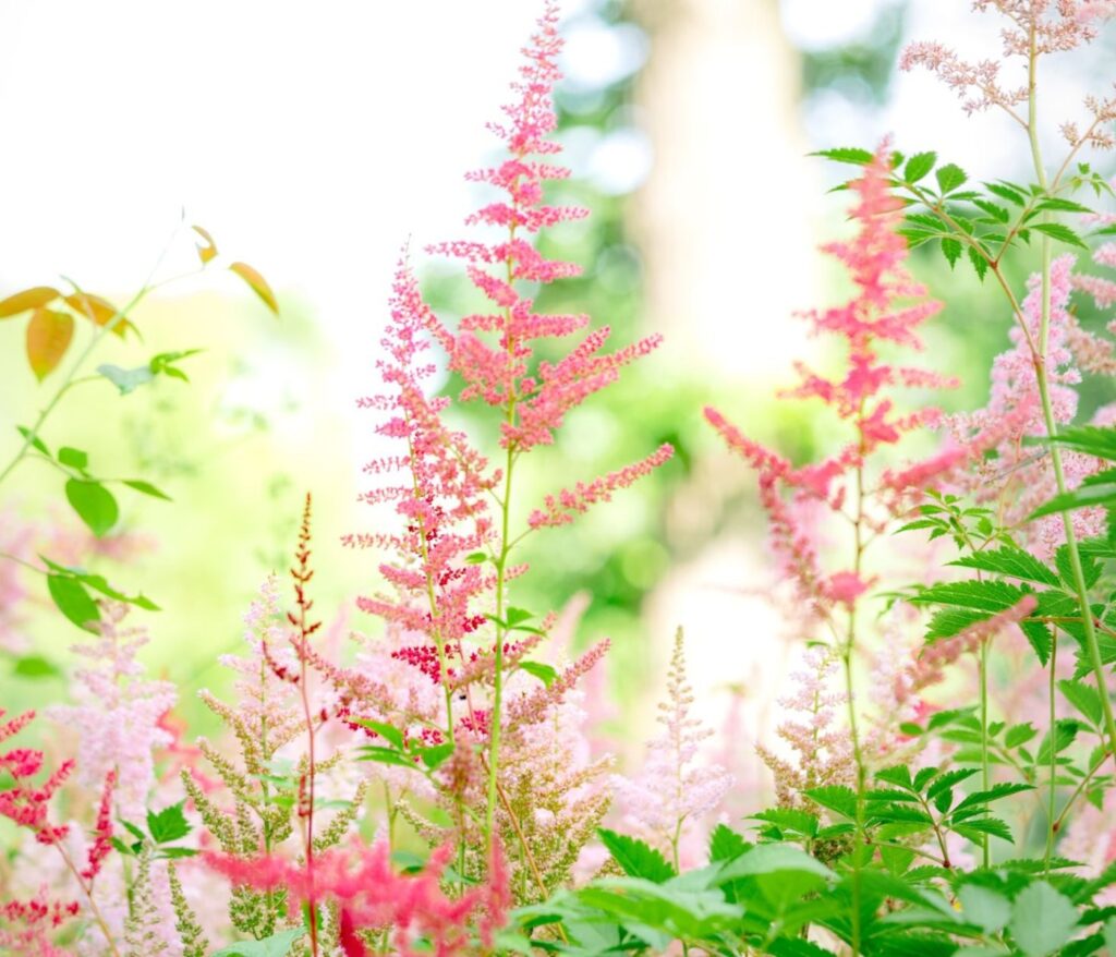 Cultivez la sérénité au cœur de votre jardin 1 Plantes mellifères ombre jardin : 10 espèces faciles