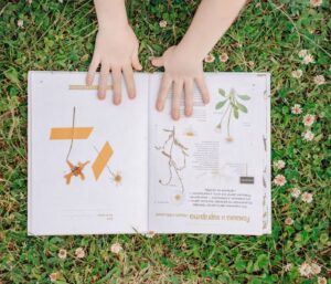 Plantes sauvages comestibles : identification sans risque