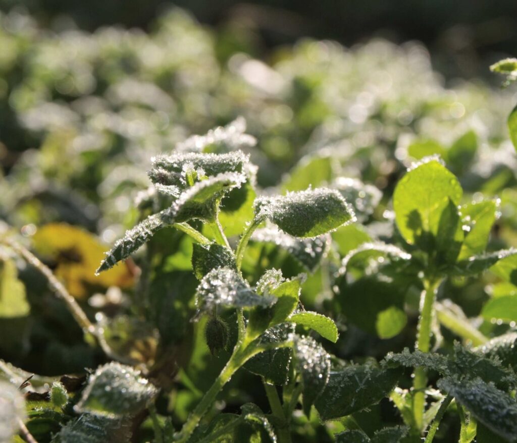 Cultivez la sérénité au cœur de votre jardin 12 Protéger ses plantes gel : guide pas-à-pas complet