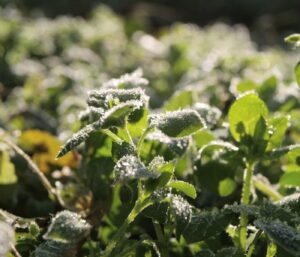 Protéger ses plantes gel : guide pas-à-pas complet