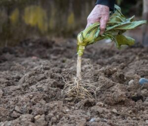 Rotation des cultures potager : guide pratique 5 étapes