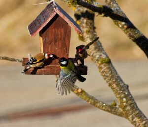 Comment attirer les oiseaux dans son jardin la biodiversité
