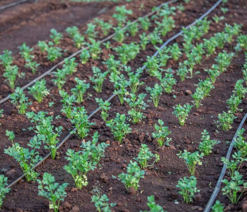 Cultivez la sérénité au cœur de votre jardin 5 Choisir un système d’arrosage son potager
