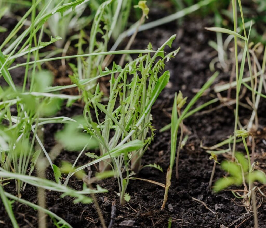 Cultivez la sérénité au cœur de votre jardin 12 Désherber son potager sans produits chimiques