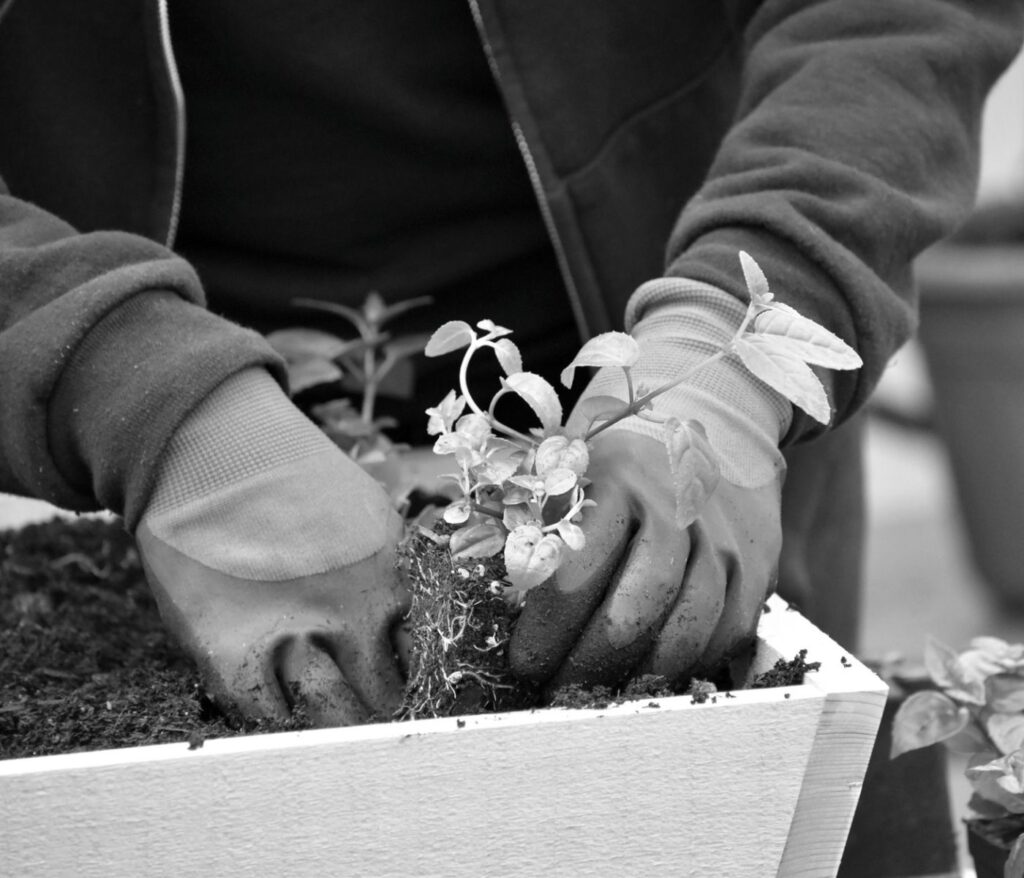 Cultivez la sérénité au cœur de votre jardin 8 Jardinage thérapeutique : bienfaits réels et idées reçues