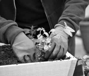Jardinage thérapeutique : bienfaits réels et idées reçues