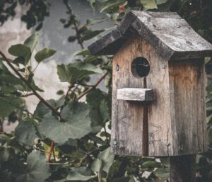 Nichoir à oiseaux : comment le choisir et l’installer