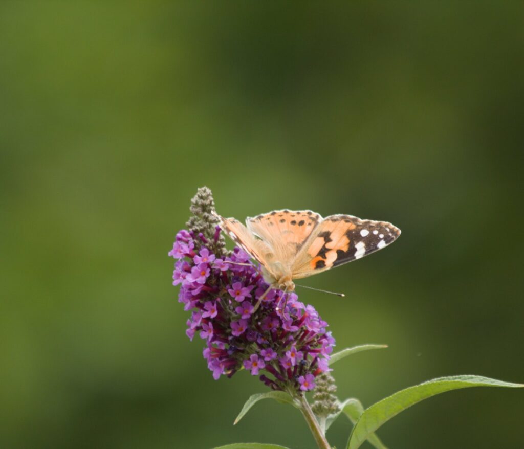 Cultivez la sérénité au cœur de votre jardin 1 Plantes attirer les papillons au jardin