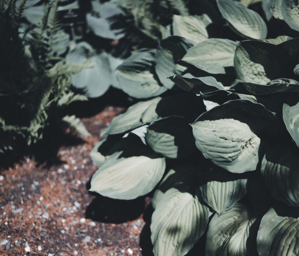 Plantes ombre sans arrosage : 12 vivaces faciles 2 Plantes ombre sans arrosage : 12 vivaces faciles