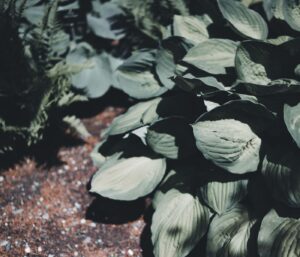 Plantes ombre sans arrosage : 12 vivaces faciles