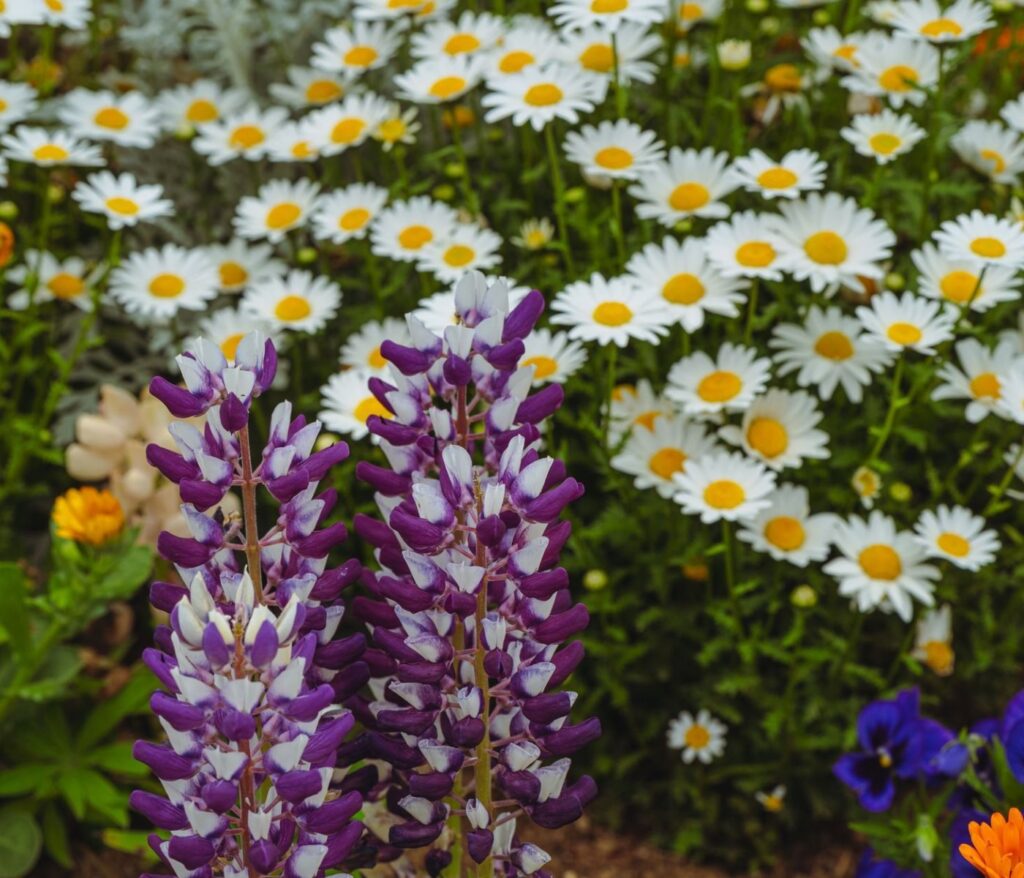 Cultivez la sérénité au cœur de votre jardin 9 Plantes à floraison estivale : 12 beautés un jardin coloré