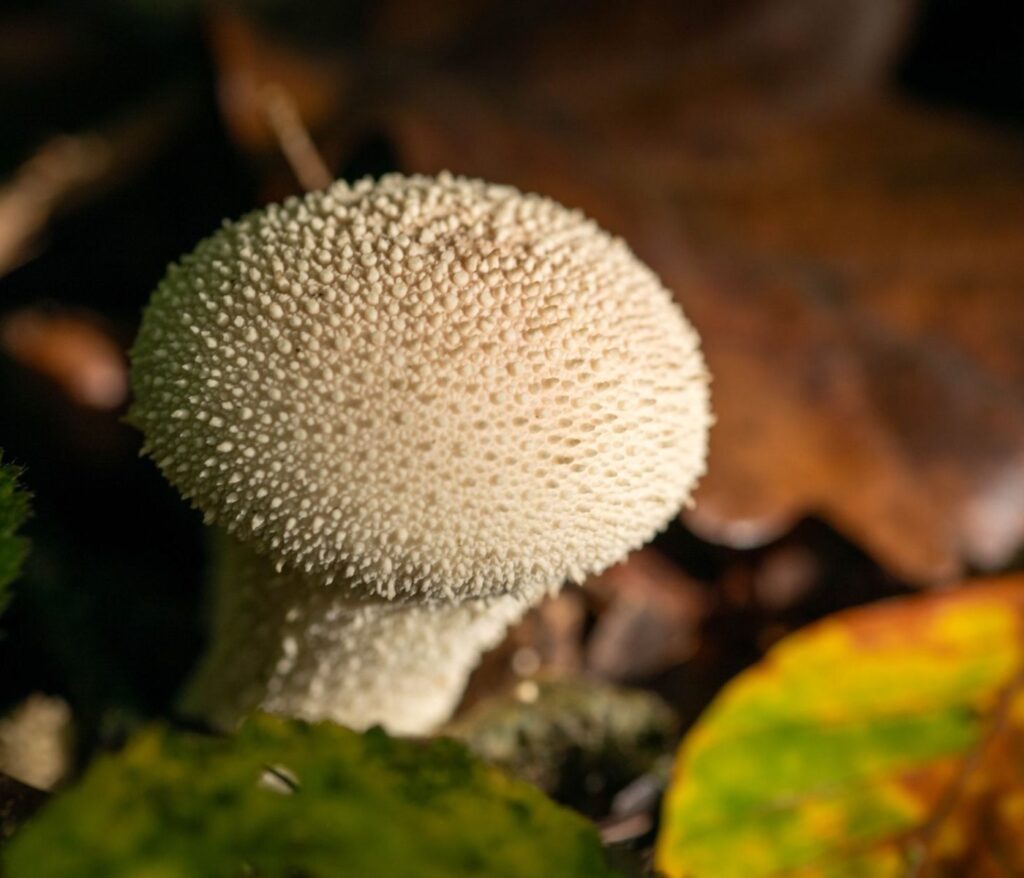 Cultivez la sérénité au cœur de votre jardin 9 Comment entretenir une pelouse écologique