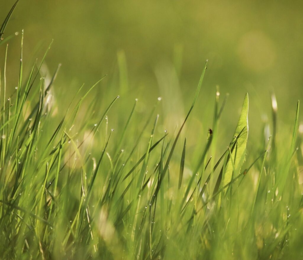 Cultivez la sérénité au cœur de votre jardin 10 Entretien pelouse écologique sans herbicide : le guide