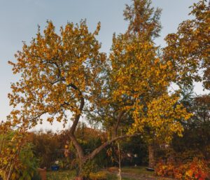 Taille des arbres fruitiers petit jardin